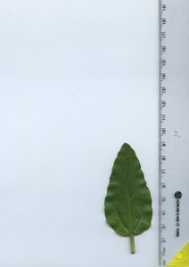 leaftop