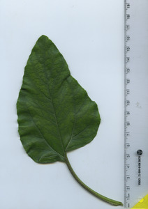 leaftop