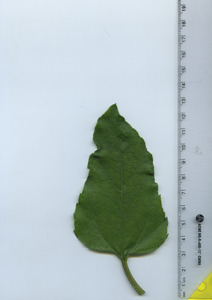 leaftop
