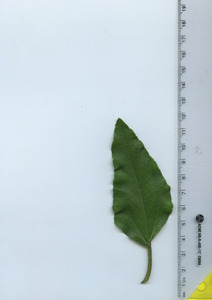 leaftop