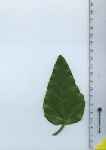 leaftop