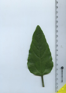 leaftop
