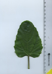 leaftop