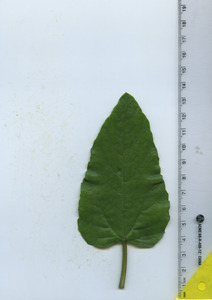 leaftop