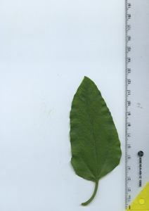 leaftop