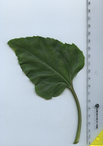 leaftop