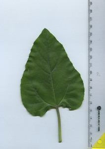leaftop