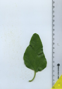 leaftop