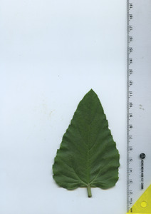 leaftop