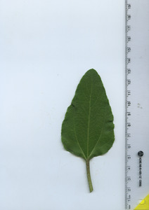 leaftop