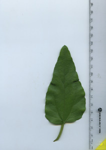 leaftop