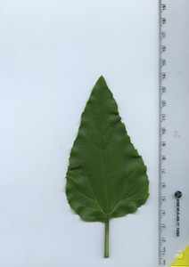 leaftop