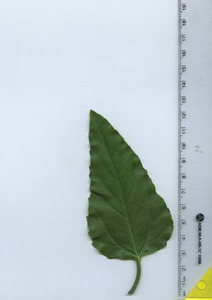 leaftop