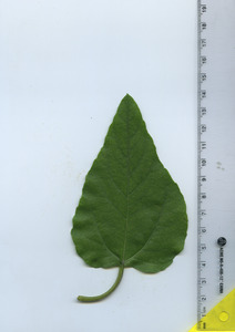 leaftop
