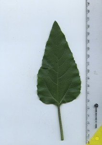 leaftop