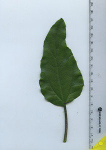 leaftop