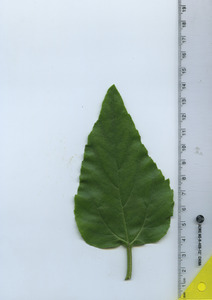 leaftop