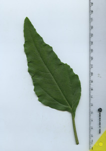 leaftop