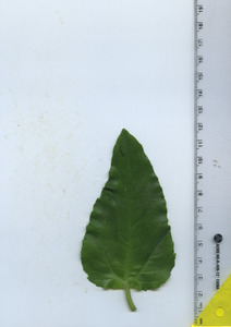 leaftop