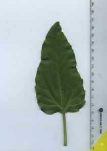 leaftop