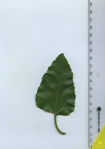 leaftop