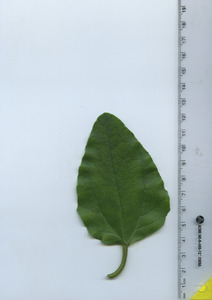 leaftop