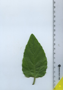 leaftop