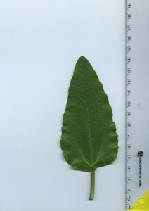leaftop