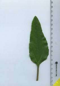 leaftop
