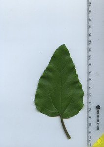 leaftop