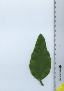 leaftop