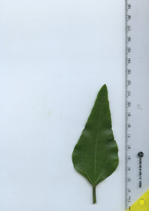 leaftop