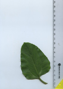 leaftop