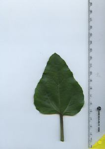 leaftop