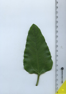 leaftop