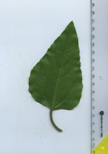 leaftop