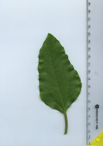 leaftop