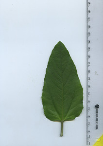 leaftop