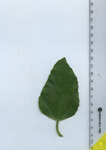 leaftop