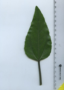 leaftop
