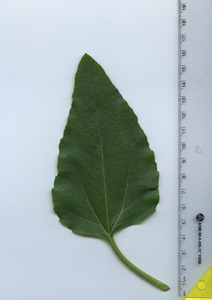 leaftop