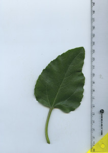 leaftop