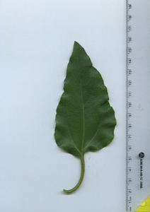 leaftop