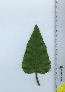 leaftop