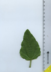 leaftop