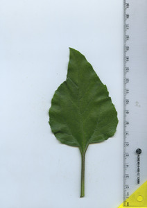 leaftop