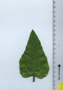 leaftop