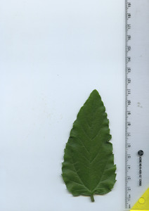 leaftop
