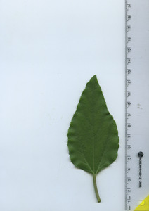 leaftop