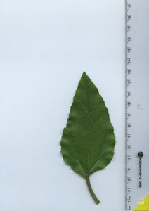 leaftop